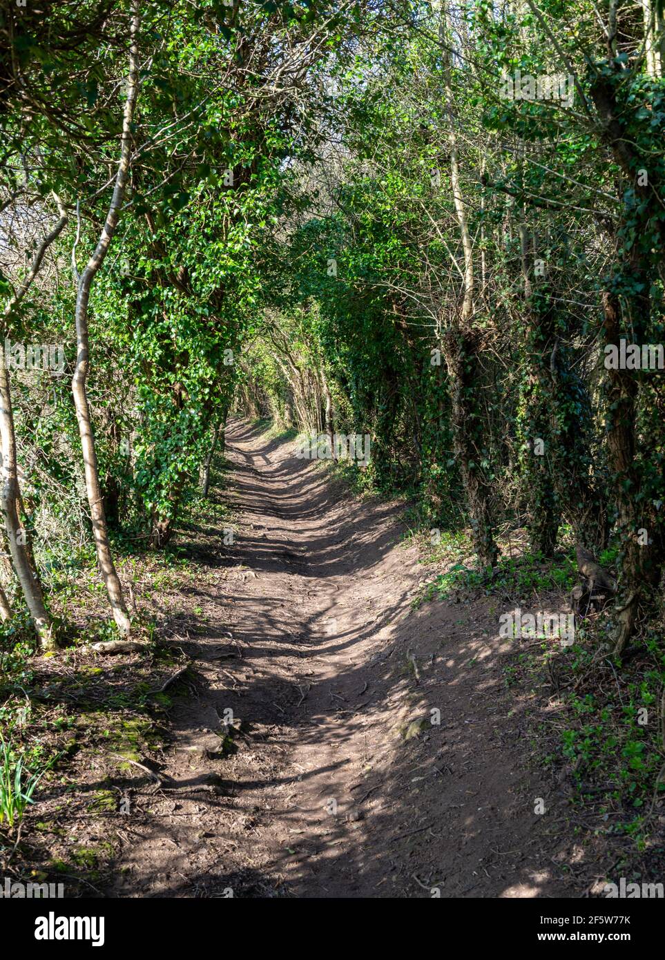 Old London Road près de Towton, la route utilisée par les forces Lancatriennes pour s'approcher du champ de bataille en 1461 Banque D'Images