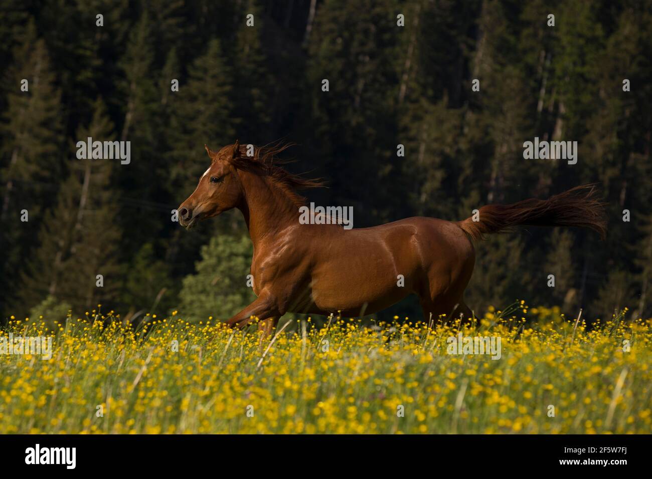 La jument arabe de race jeune s'gallope au-dessus de la prairie de fleurs, en Autriche Banque D'Images