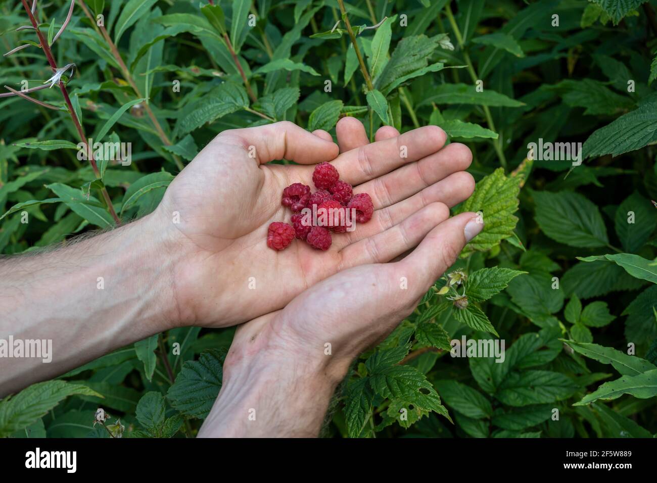 Baies fraîchement cueillies d'une main, Norvège Banque D'Images