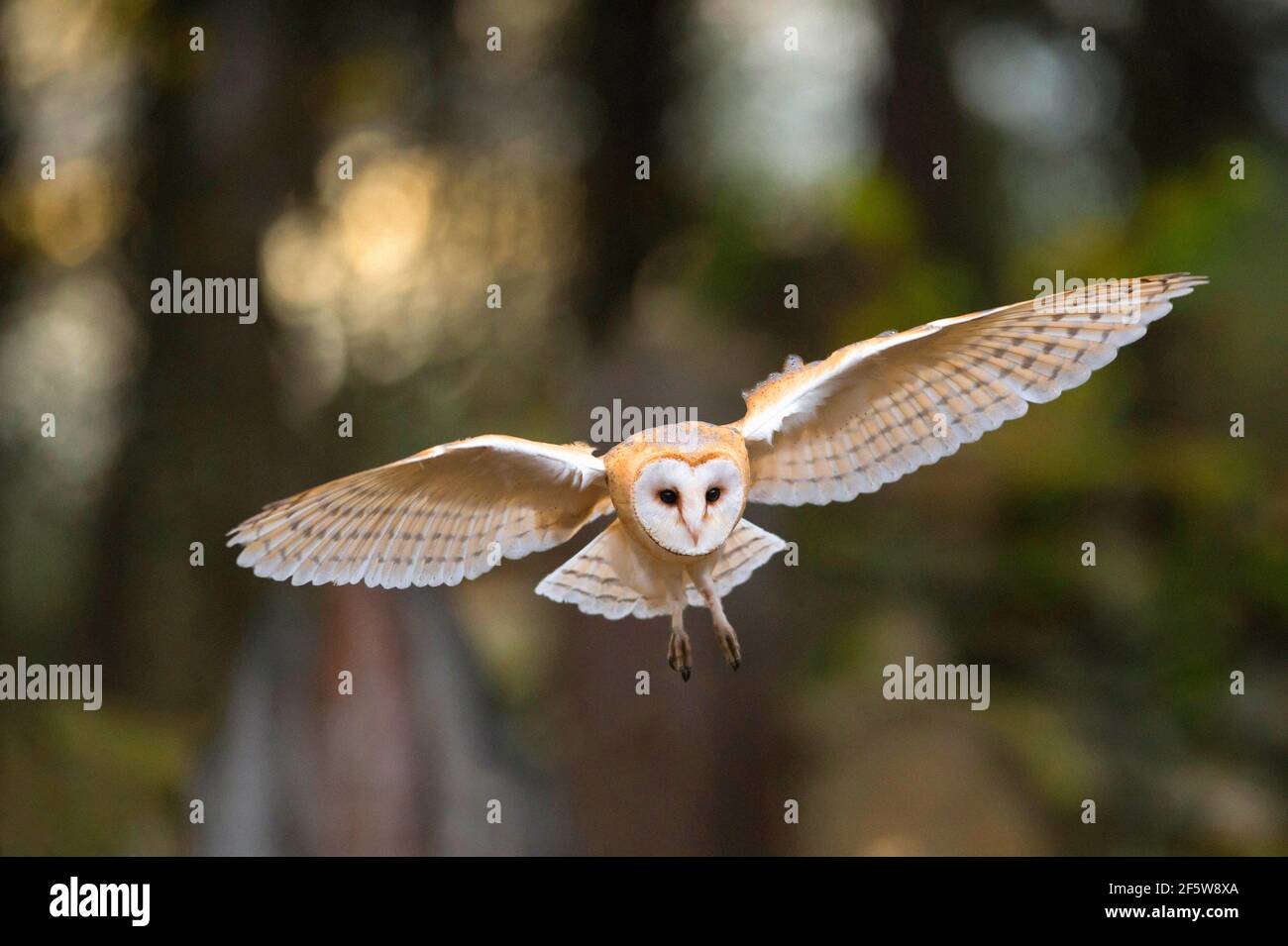 Hibou de la grange commune (Tyto alba), volant, République tchèque Banque D'Images