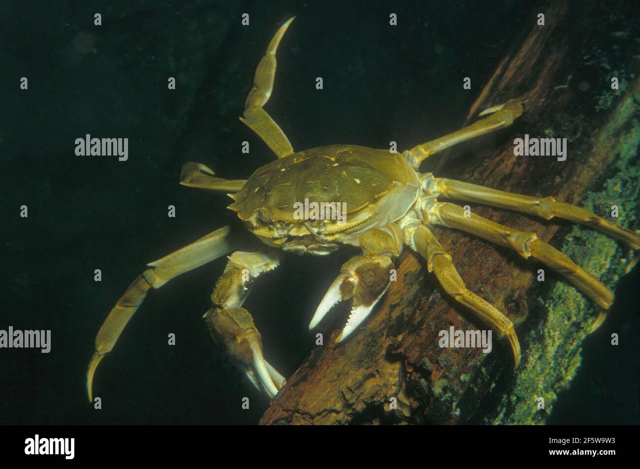Crabe chinois (Eriocheir sinensis) Banque D'Images