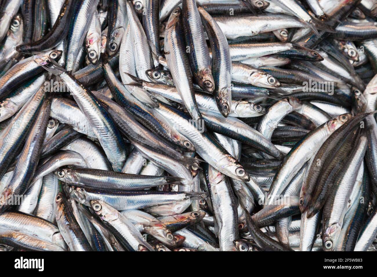 Anchois frais européens exposés sur un marché aux poissons dans Istanbul - poissons de fruits de mer Banque D'Images