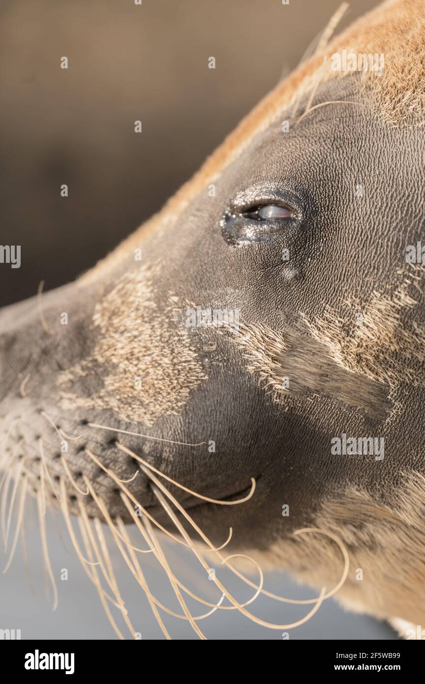 scellez le portrait avec un visage triste et des larmes Banque D'Images