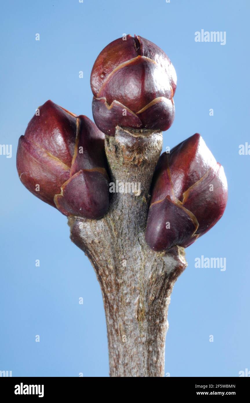 Bourgeon lilas (hybride Syringa-vulgaris) Banque D'Images