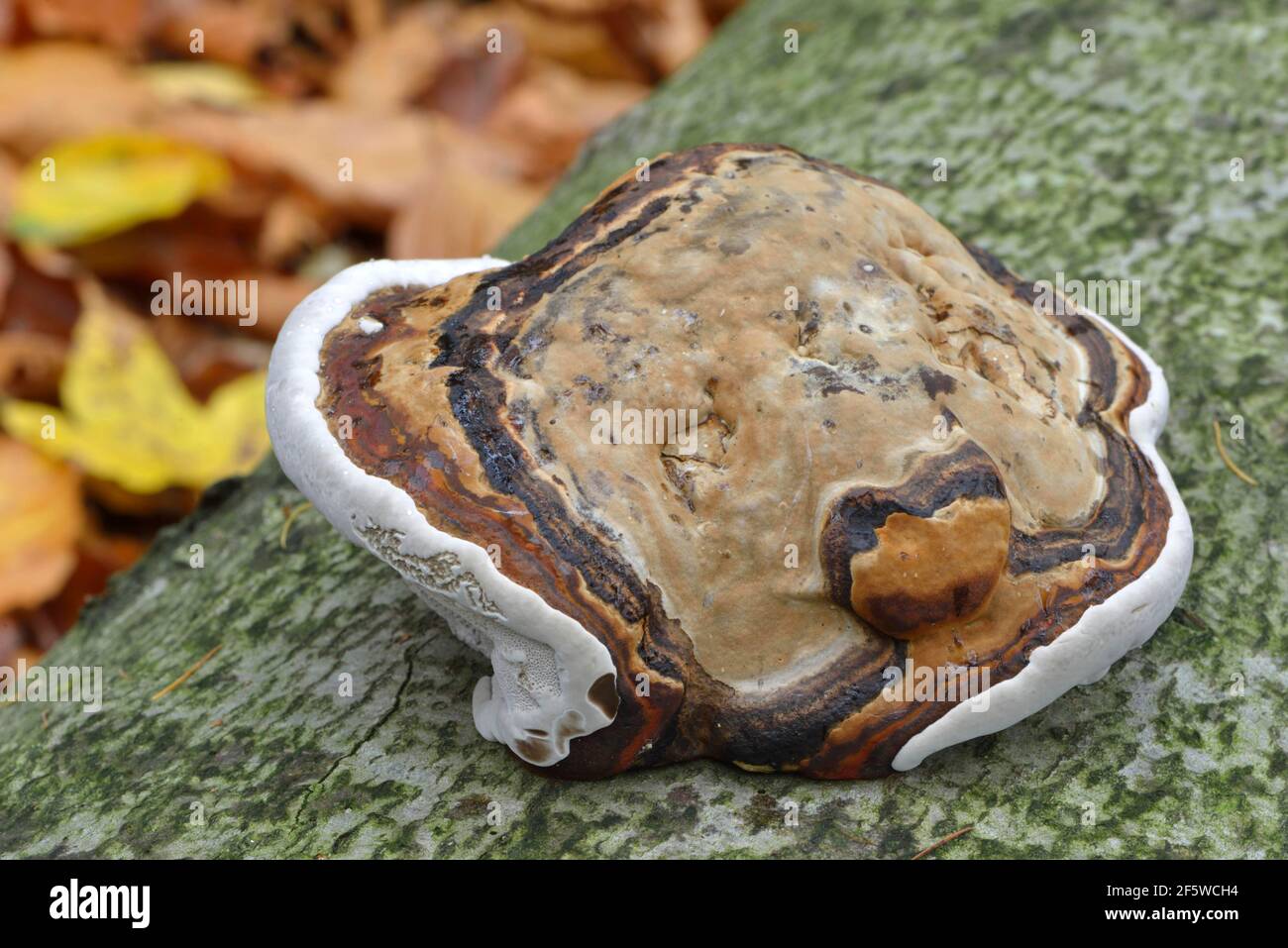 Bandes rouge polypore (Fomitopsis pinicola) Banque D'Images