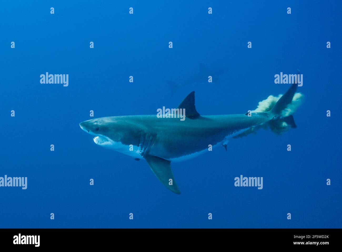 Grand requin blanc (Carcharodon carcharias), l'île de Guadalupe, Mexique Banque D'Images
