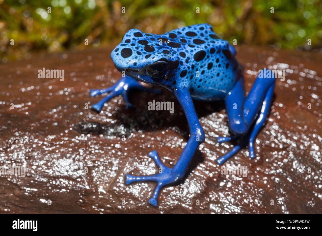 Grenouille flèche bleue poison (Dendrobates tinctorius azurus), Suriname Banque D'Images