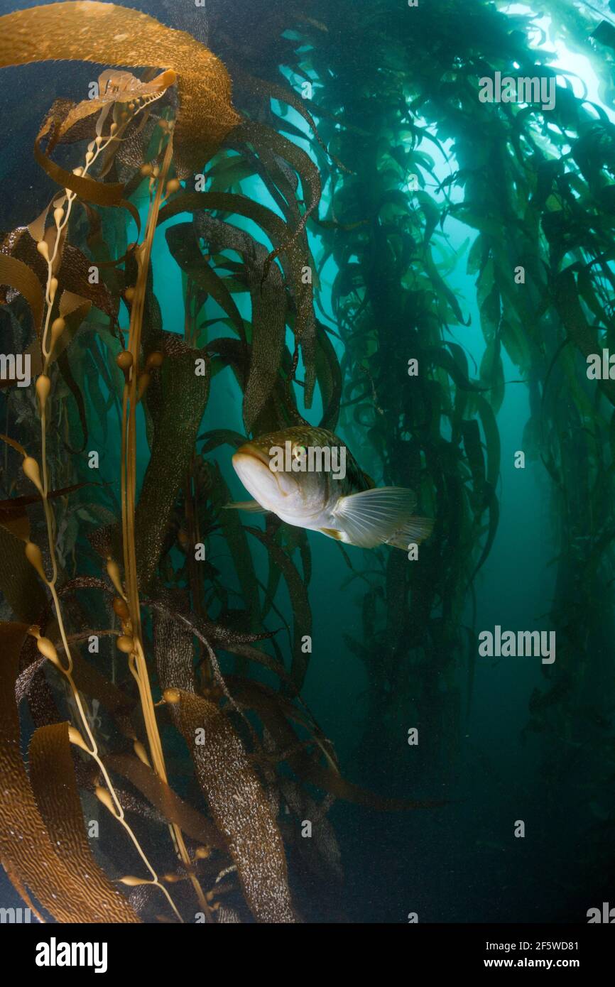 Varech Bass (Paralabax clathratus) dans la forêt de Kelp, île de San Benito, Mexique Banque D'Images