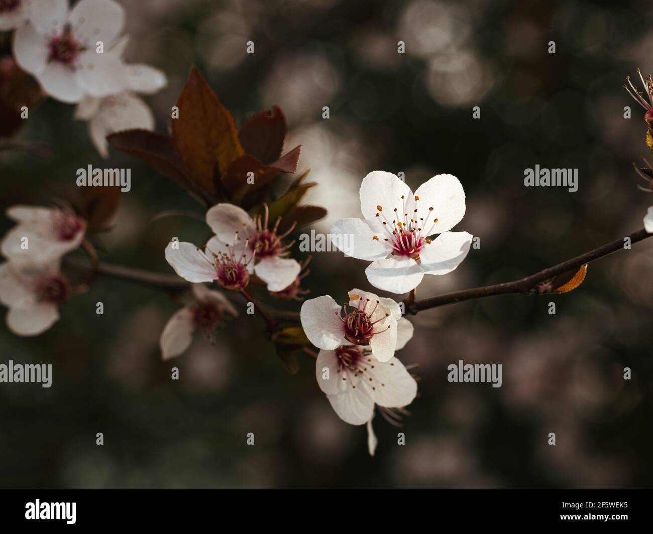 Paysages de cerisiers en fleurs Banque D'Images