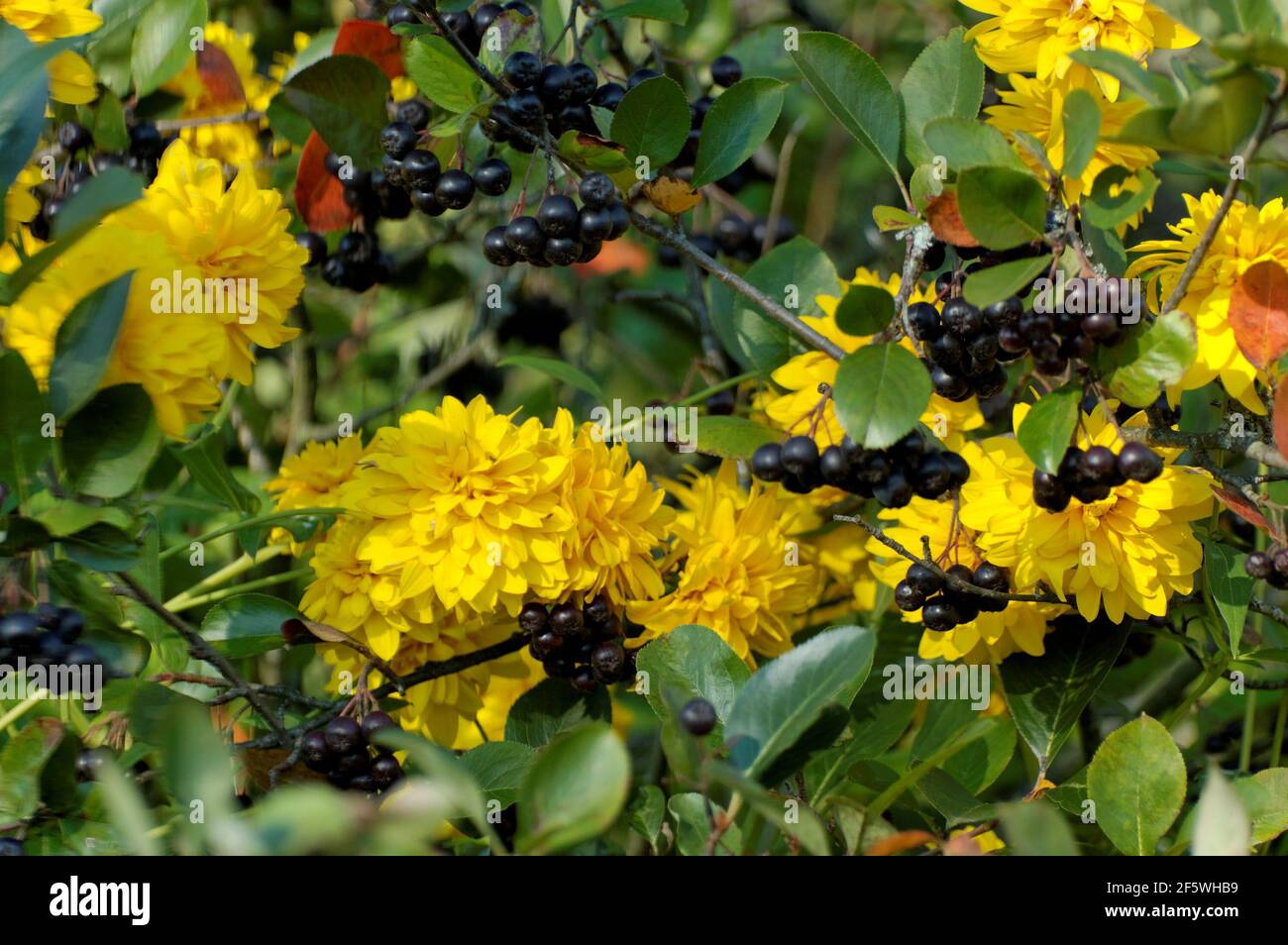 Fleurs photographiques Rudbekiya, un genre de plantes annuelles, biennales, vivaces, plantes herbacées, de la famille des Asteraceae, Asteraceae, Asteraceae Banque D'Images
