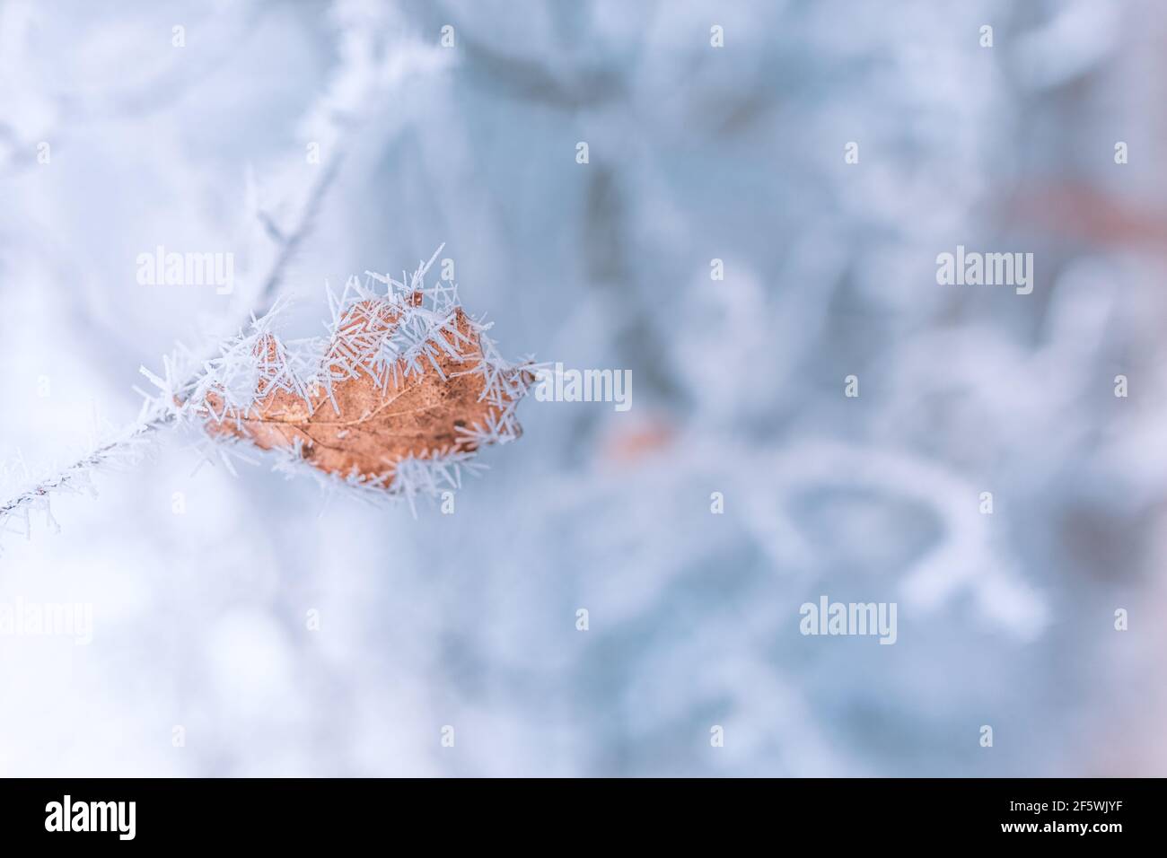 Magnifique flou délicat hiver gel nature arrière-plan bannière. Recouvert de glace, feuilles de givre en gros plan. Branche d'arbre surgelée recouverte de neige Banque D'Images