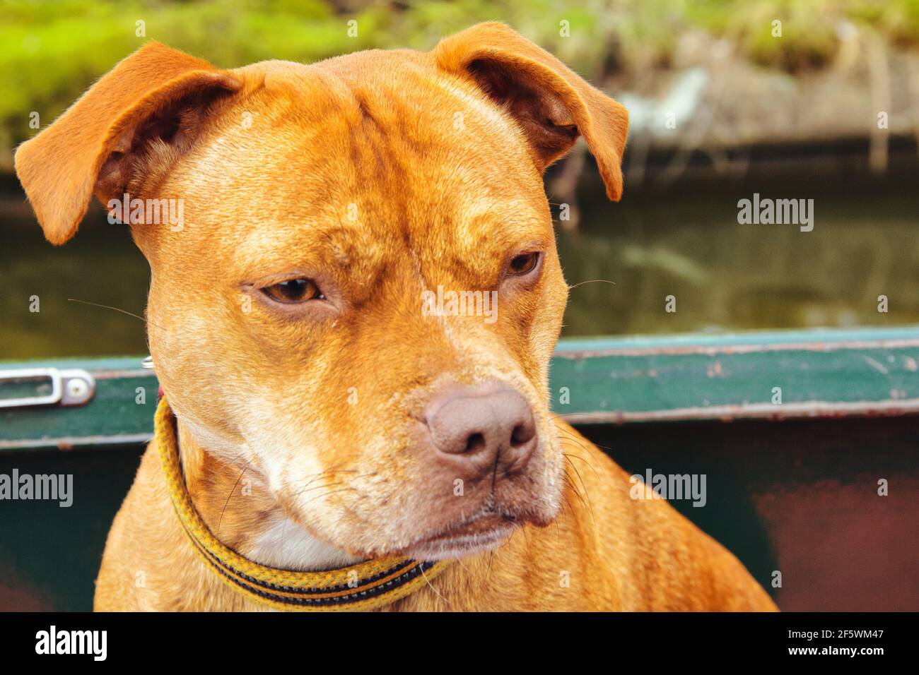 Staffordshire Bull Terrier regarder le monde passer d'un bateau à rames Banque D'Images