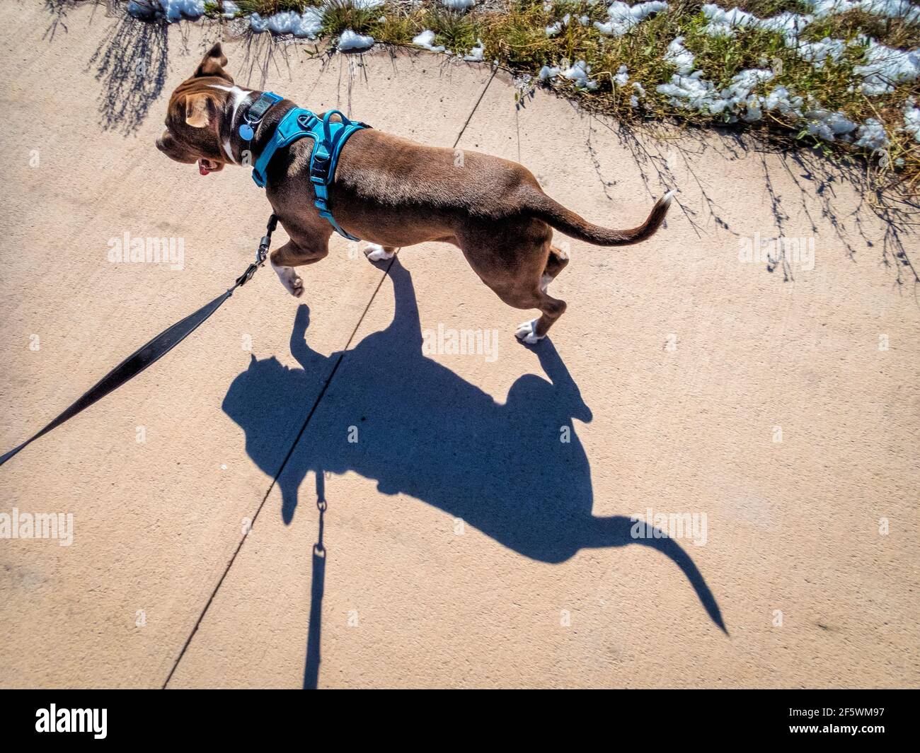 pit chien de terrier taureau dans aucun harnais de traction marchant ou course sur une piste cyclable - vue de dessus avec un ombre forte Banque D'Images