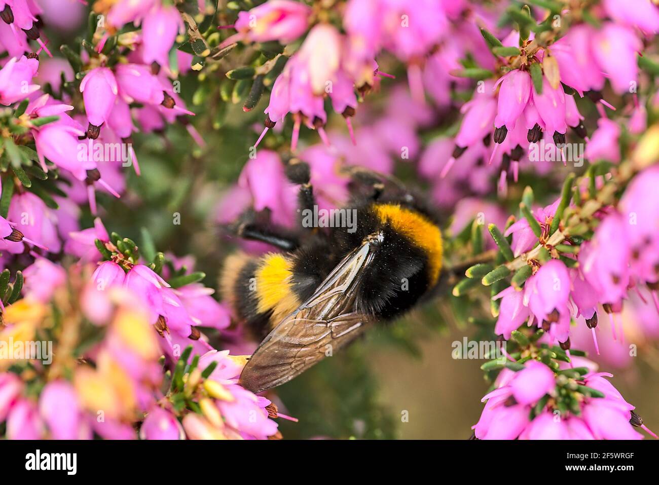 Belle vue macro de l'abeille bourdonneuse, pollinisateur efficace, (Bombus) collectant le pollen des fleurs de bruyère en forme de cloche rose (Erica cinerea), Dublin Banque D'Images