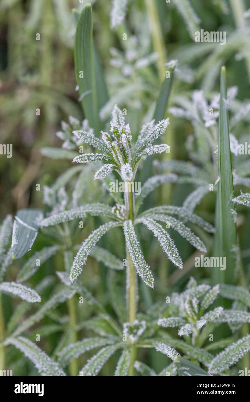 Gel épais sur la surface foliaire de la Goosegrass, des couperets / Galium aparine. Pour les conditions hivernales, le froid au Royaume-Uni, le gel dur, les plantes congelées, les plantes médicinales. Banque D'Images