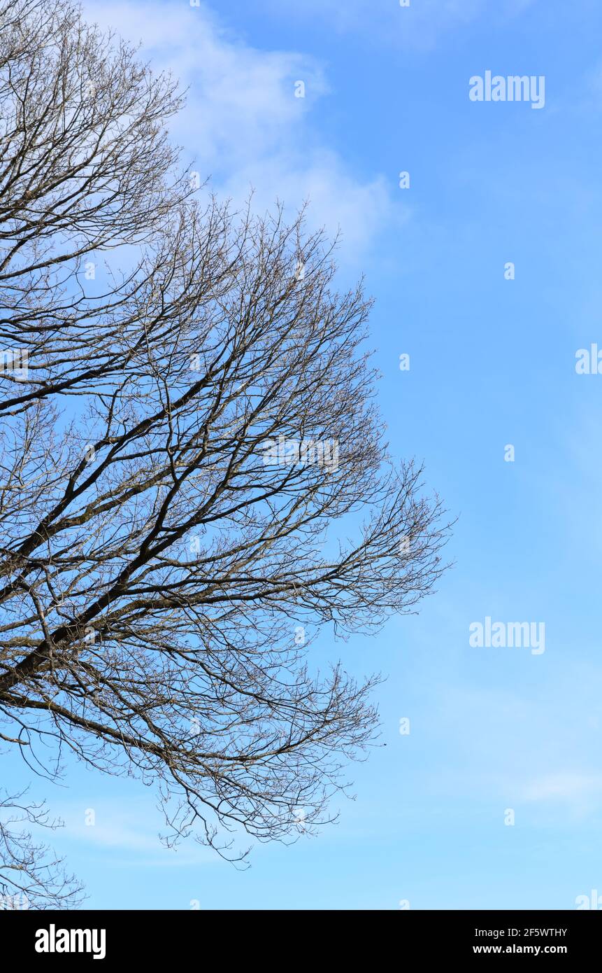 Silhouette de branches fines et de branches d'un chêne contre le ciel bleu avec des nuages Banque D'Images