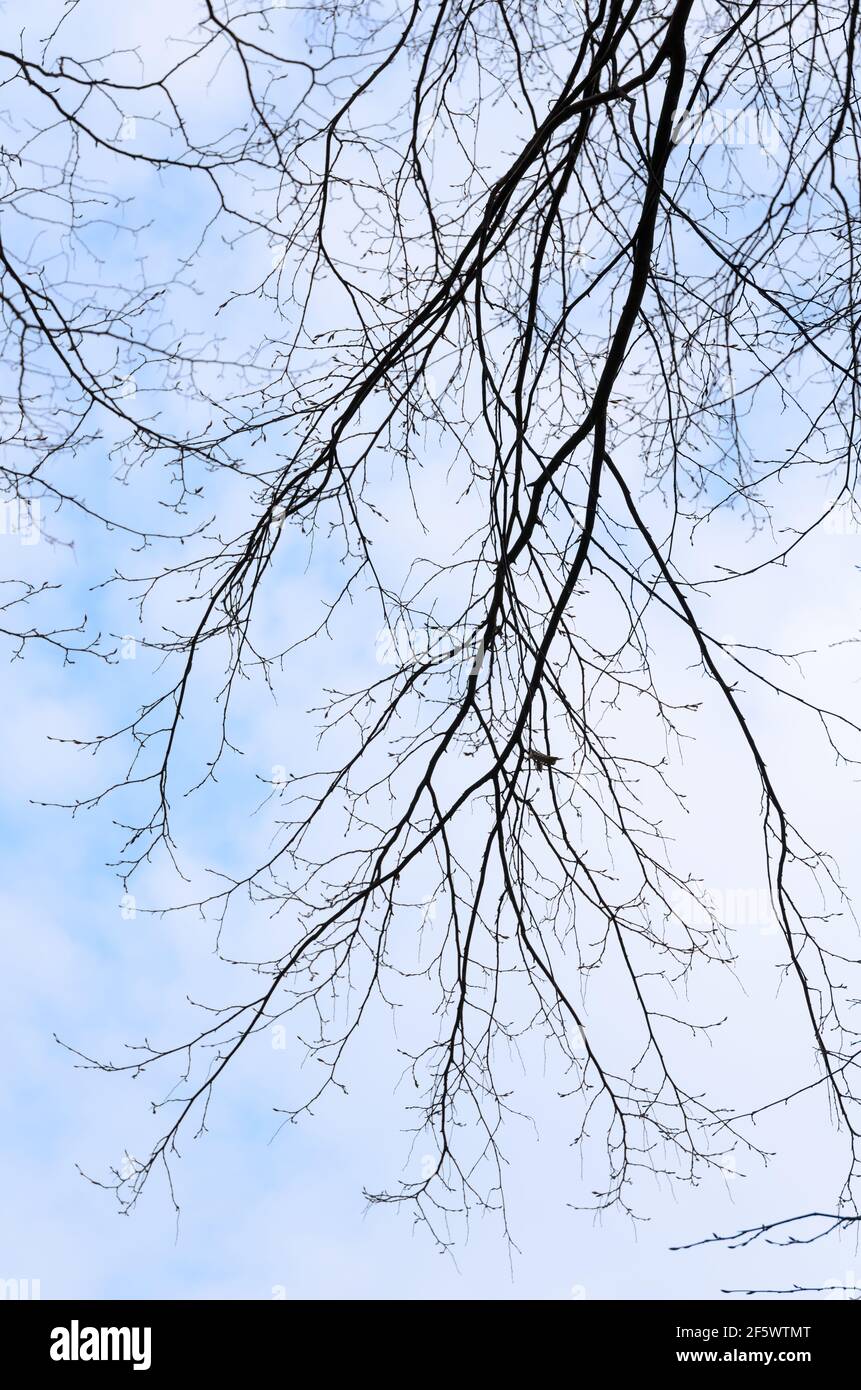 Silhouette de branches fines et de branches d'un chêne contre le ciel bleu avec des nuages Banque D'Images