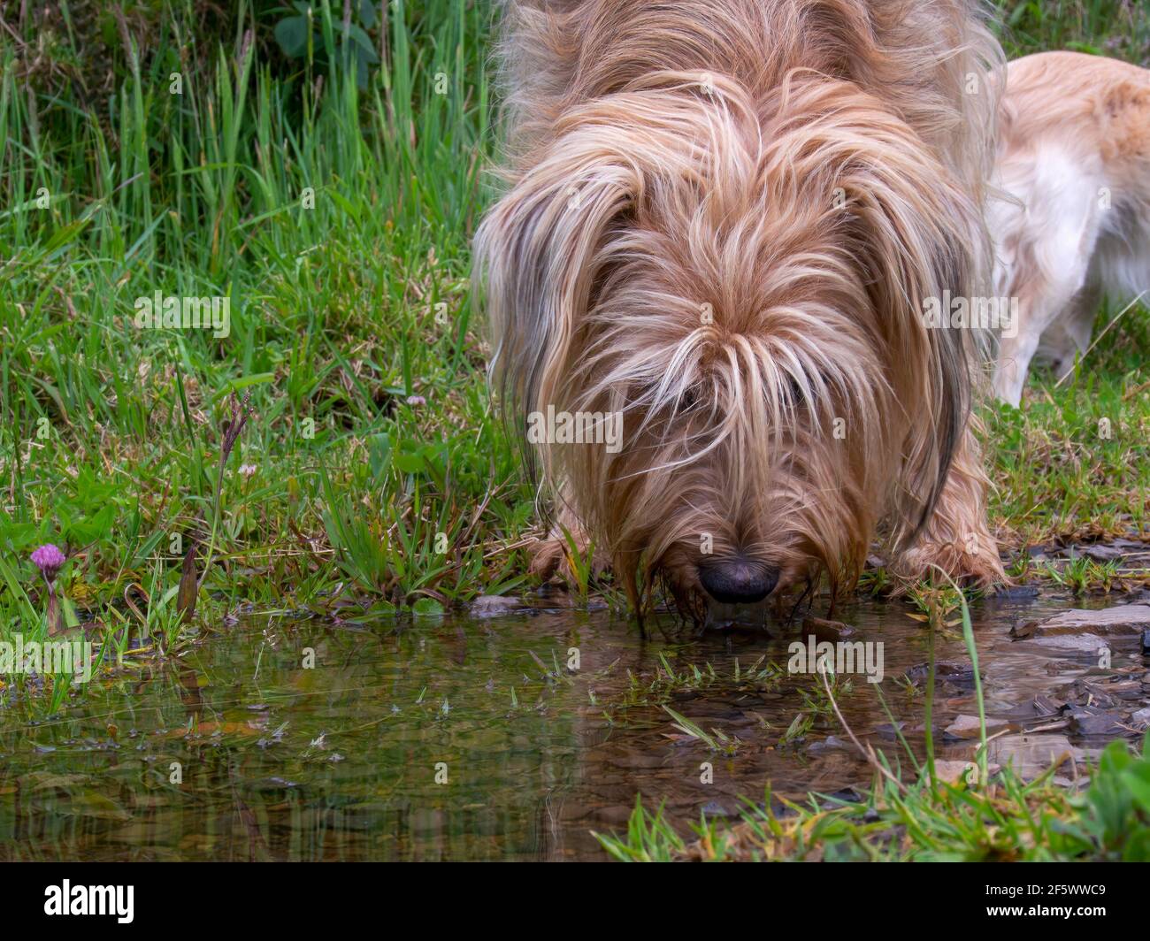 Photographie rapprochée d'un chien mongrel buvant de l'eau d'une flaque dans une ferme près de la ville coloniale de Villa de Leyva, Colombie. Banque D'Images