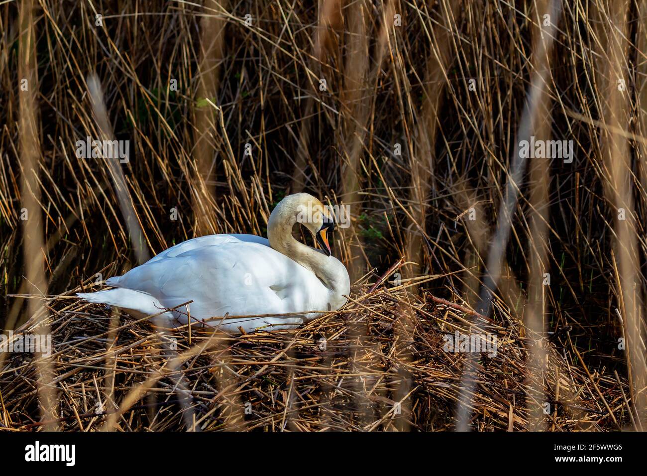 Cygne adulte assis sur le nid dans les roseaux au bord de l'eau Banque D'Images