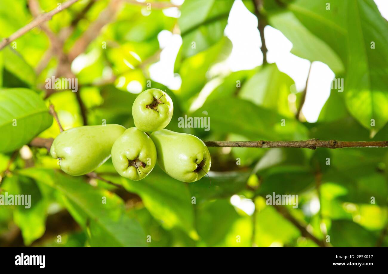 Syzygium malaccense - pomme de rose malais Banque D'Images