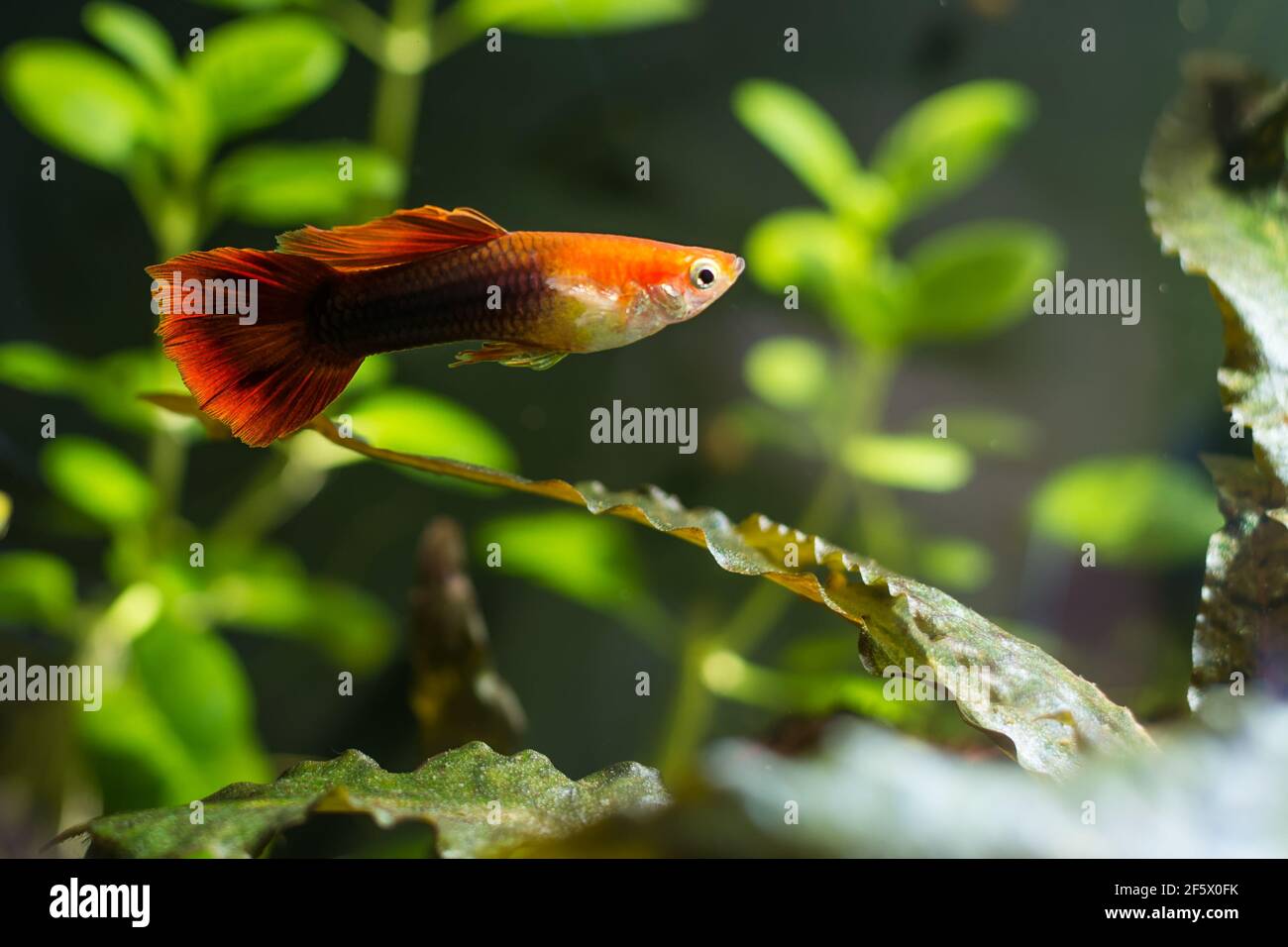 Guppys dans un aquarium d'eau douce avec vert magnifique planté ...