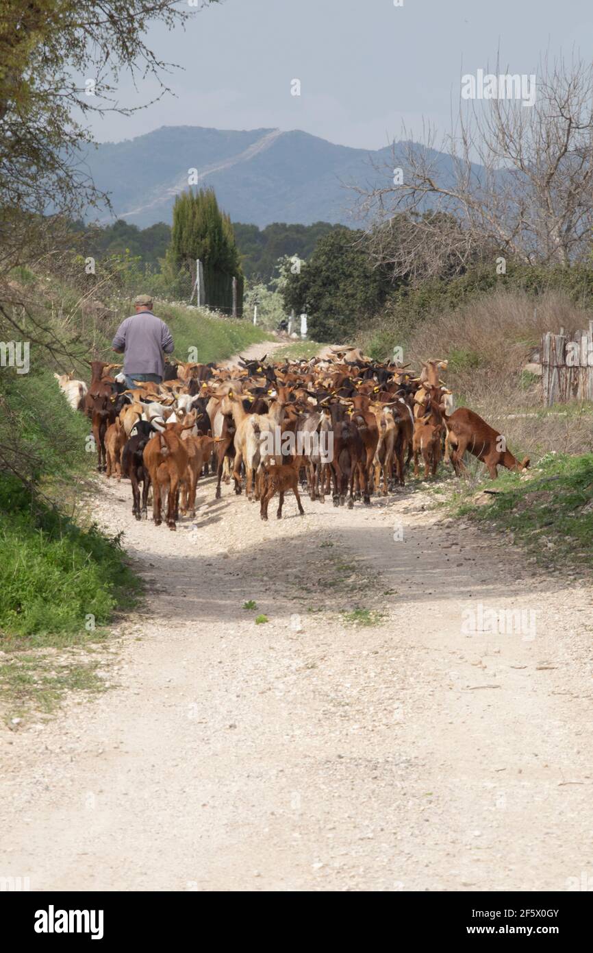 Un berger s'éloigne de la route avec son troupeau de chèvres. Banque D'Images