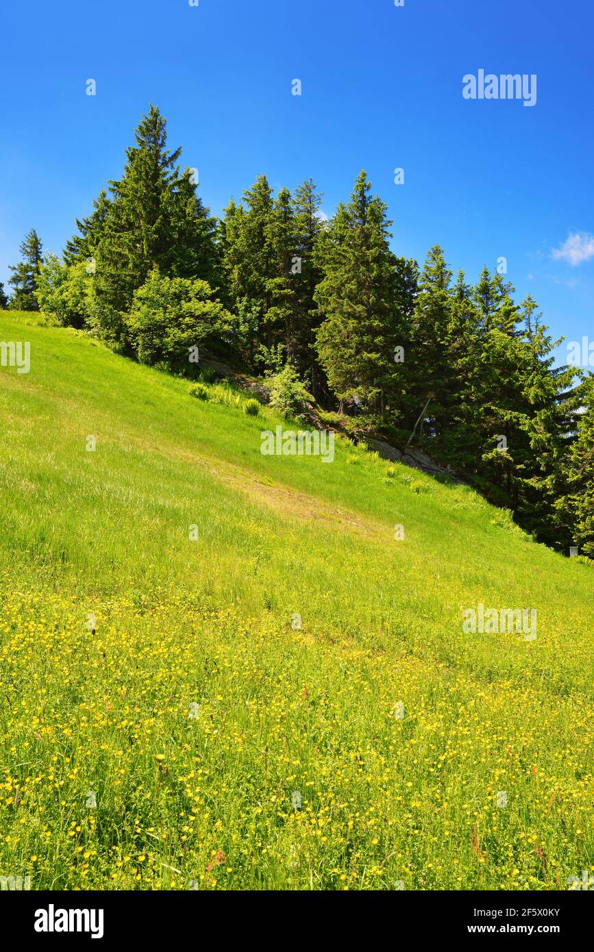 Prairie sur le mont Grosser Arber, parc national Bayerische Wald, Allemagne. Paysage de printemps. Banque D'Images