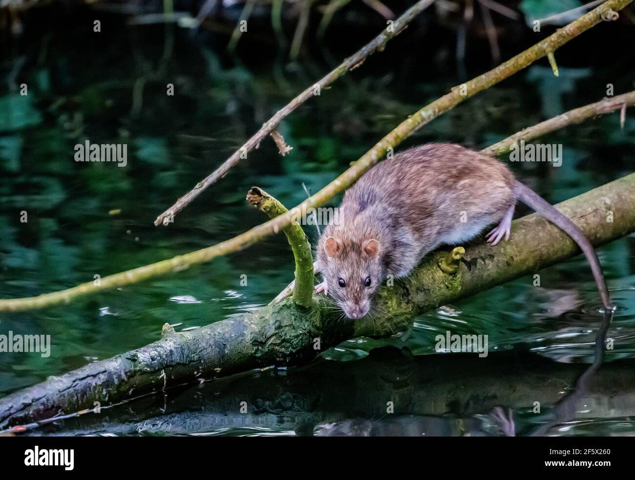 Rat brun (Rattus norvegicus) sur une branche surplombant une rivière à Ackers Pit à Warrington, au Royaume-Uni Banque D'Images