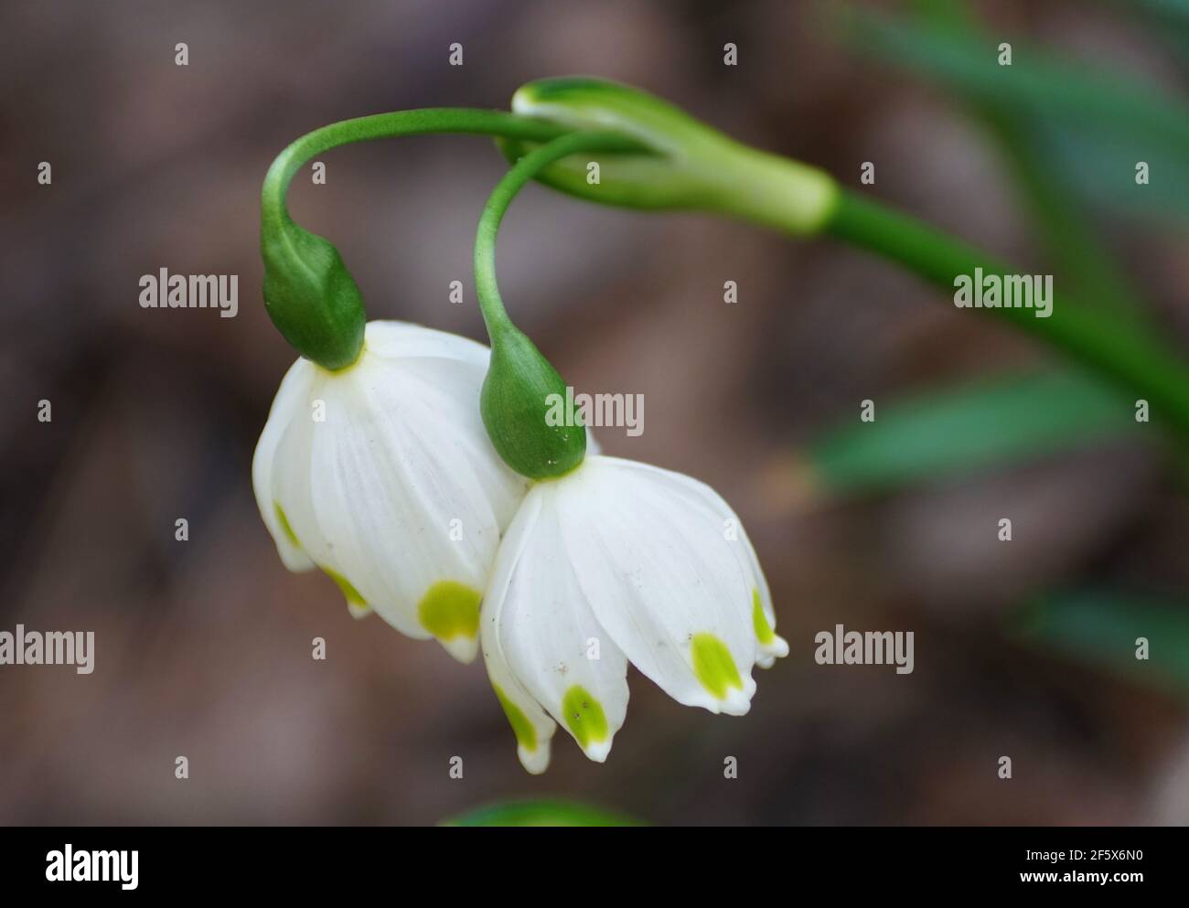 Les minuscules fleurs blanches de Snowdrops nod, fleurissent au début du printemps Banque D'Images