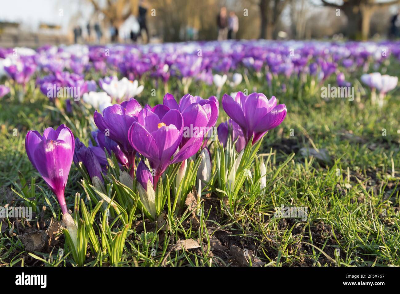 crocuses pourpres sur une pelouse dans le parc Banque D'Images