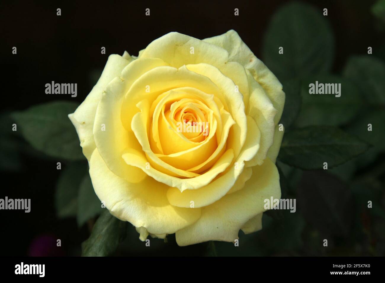 Une belle rose Bengale qui grandit dans le fond naturel Banque D'Images