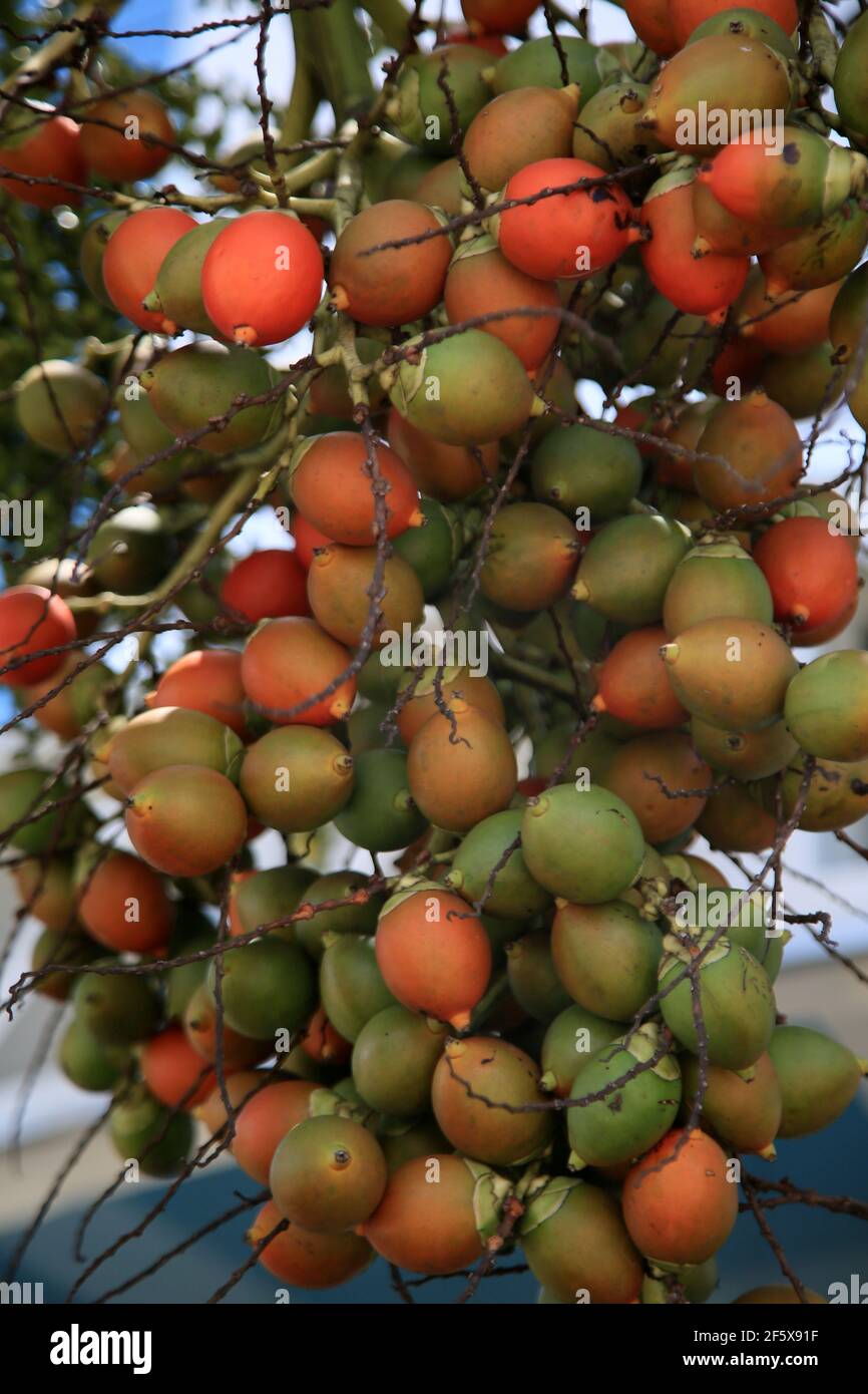 salvador, bahia, brésil - 25 janvier 2021: Fruits de l'areca catechu palmier trouvé dans certains pays tropicaux est vu dans la ville de Salvador. * Banque D'Images