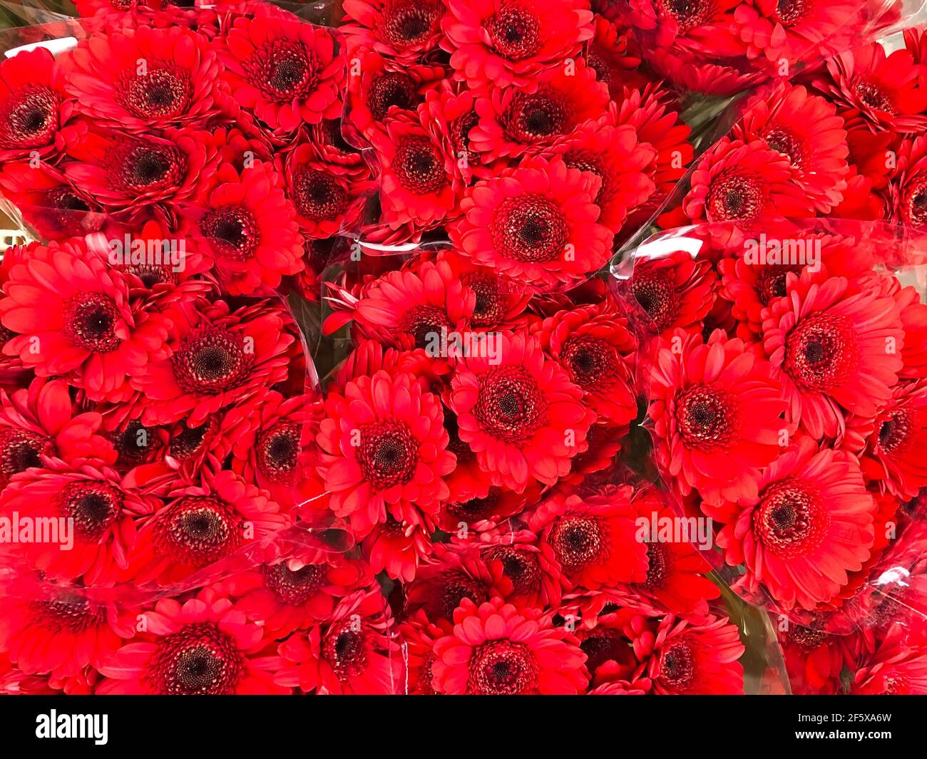 Les variétés de gerbera rouge en bouquets de gros plan Banque D'Images