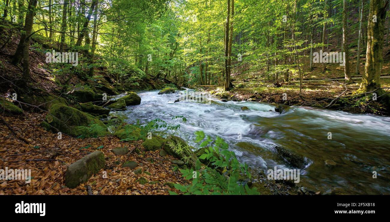 le ruisseau de montagne traverse la forêt. paysage naturel printanier par une journée ensoleillée. écoulement rapide de l'eau entre les rochers. hêtres sur la rive dans un vert luxuriant f Banque D'Images