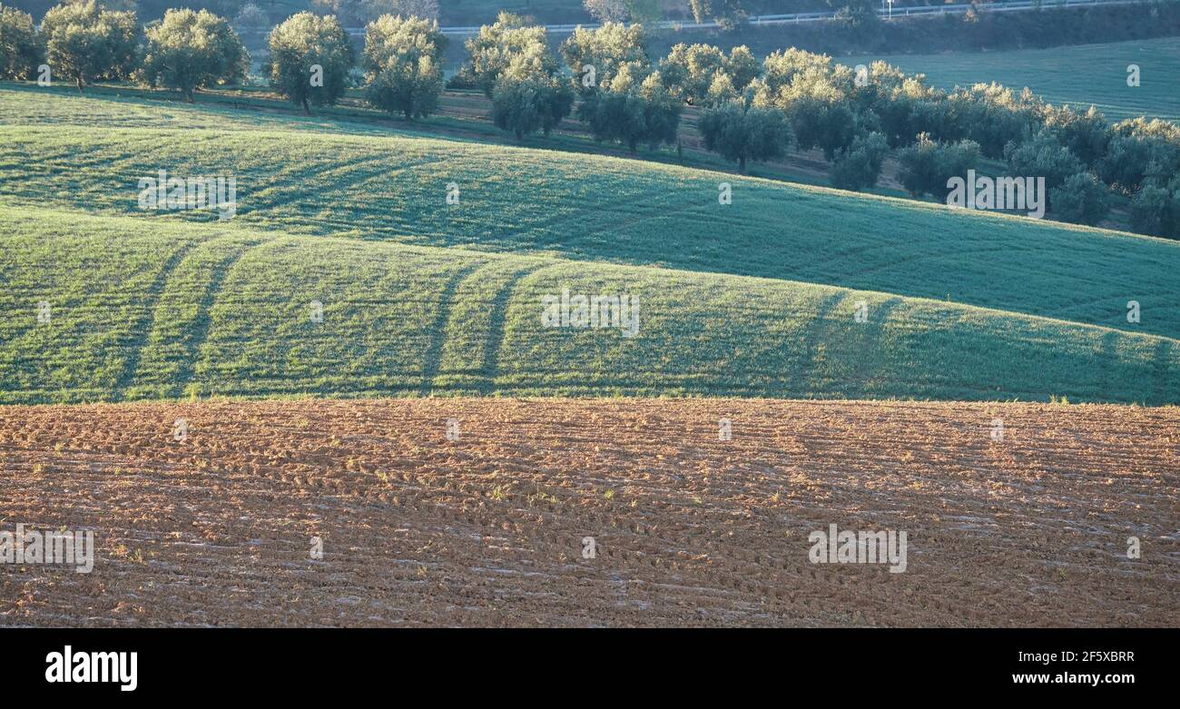 Paysage rural andalou au lever du soleil avec des collines et différents types de récoltes Banque D'Images