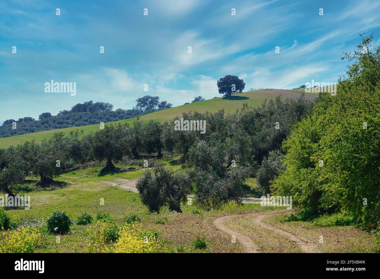 Vue sur un chêne solitaire sur une colline verdoyante Dans la campagne andalouse Banque D'Images