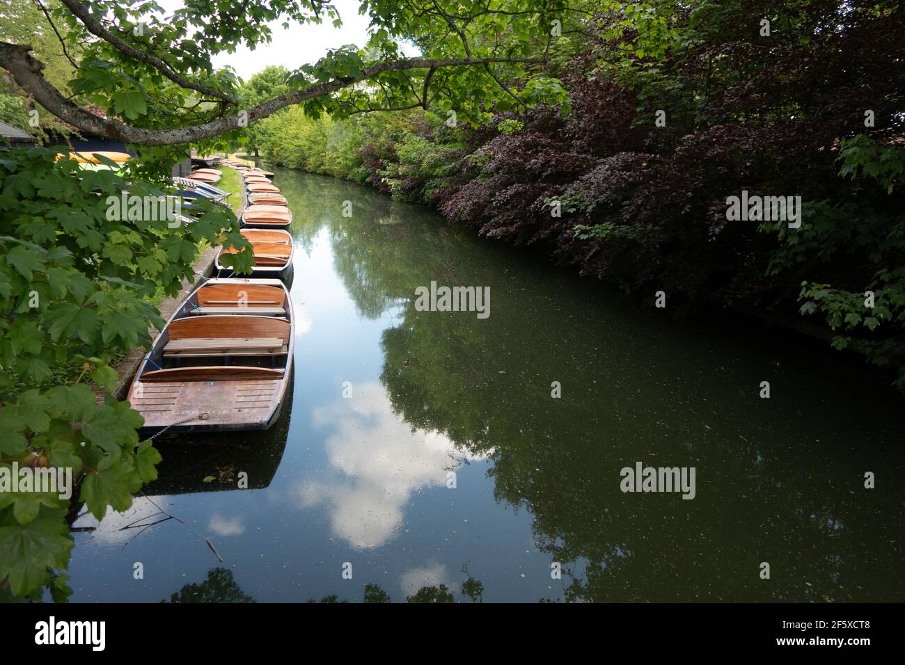 Scudamores punts amarrés à la zone d'entretien ron the River CAM près de Crusoe Bridge sur COE Fen Cambridge Angleterre Banque D'Images