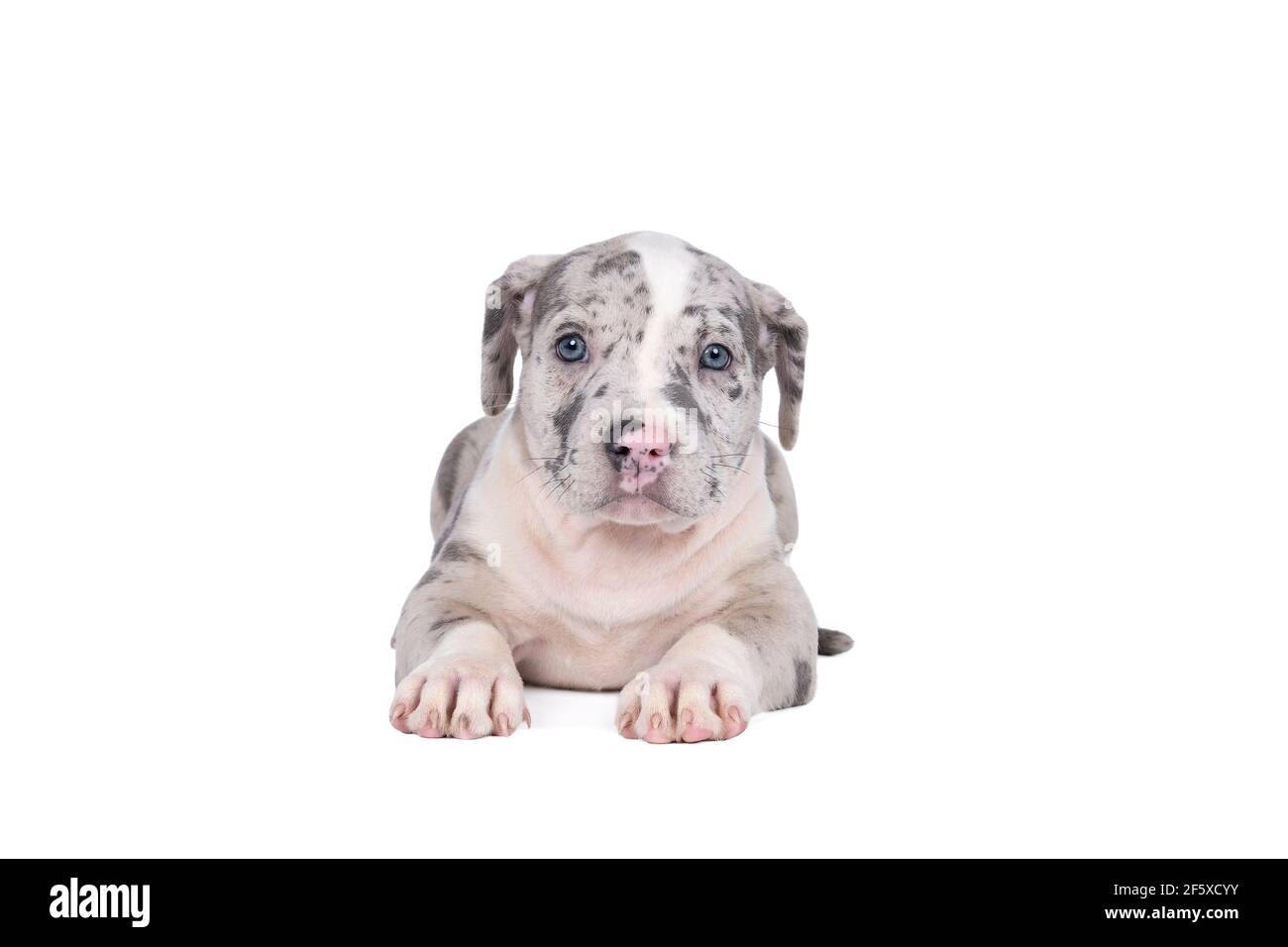 Un pup américain de Bully ou de Bulldog de race pure, avec des fourrures bleues et blanches, isolé sur un fond blanc Banque D'Images