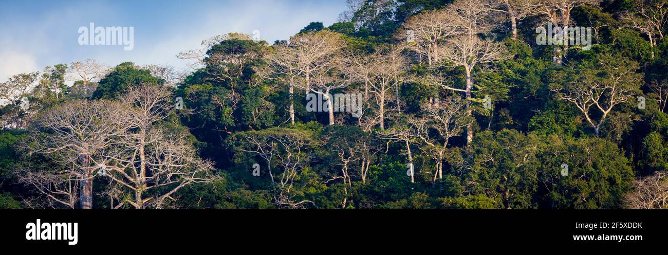 Lumière du soir sur les grands cipares de Cavanillesia platanifolia, sur le côté est du Rio Chagres dans le parc national de Soberania, République du Panama. Banque D'Images