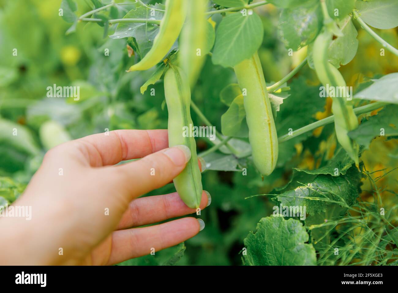 Concept de jardinage et d'agriculture. Femme ouvrier agricole récolte main de pois biologiques mûrs verts frais sur branche dans le jardin. Maison végétalienne végétarienne cultivée f Banque D'Images