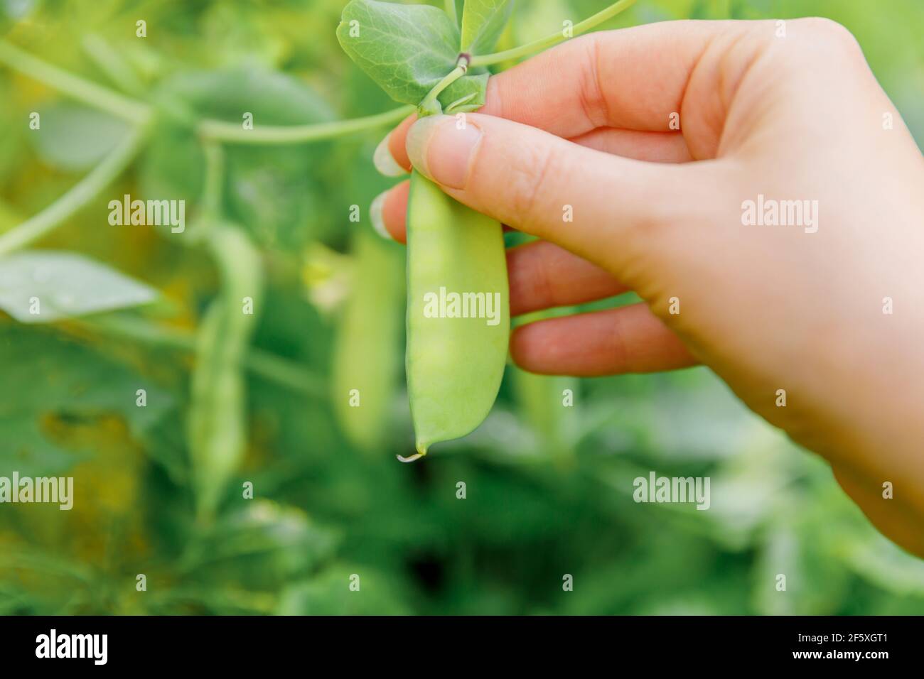 Concept de jardinage et d'agriculture. Femme ouvrier agricole récolte main de pois biologiques mûrs verts frais sur branche dans le jardin. Maison végétalienne végétarienne cultivée f Banque D'Images