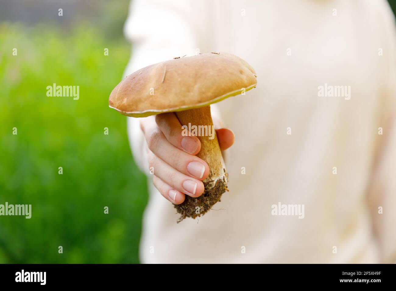 Main femelle tenant des champignons comestibles crus avec le chapeau brun Penny Bun en arrière-plan de la forêt d'automne. Récolte de gros champignons ceps dans un environnement naturel Banque D'Images