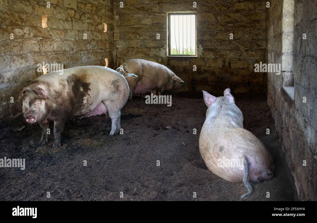 Trois petits cochons dans une maison en briques. Animaux de ferme dans le village traditionnel de Chypre Banque D'Images