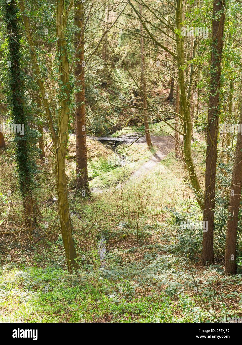 Un chemin de bois à travers le bois de Washingwell dans Watergate Forest Park, Gateshead, nord-est de l'Angleterre Royaume-Uni Banque D'Images