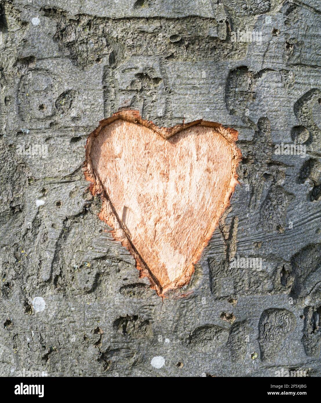 Coeur d'amour sculpté dans le tronc d'un arbre Banque D'Images