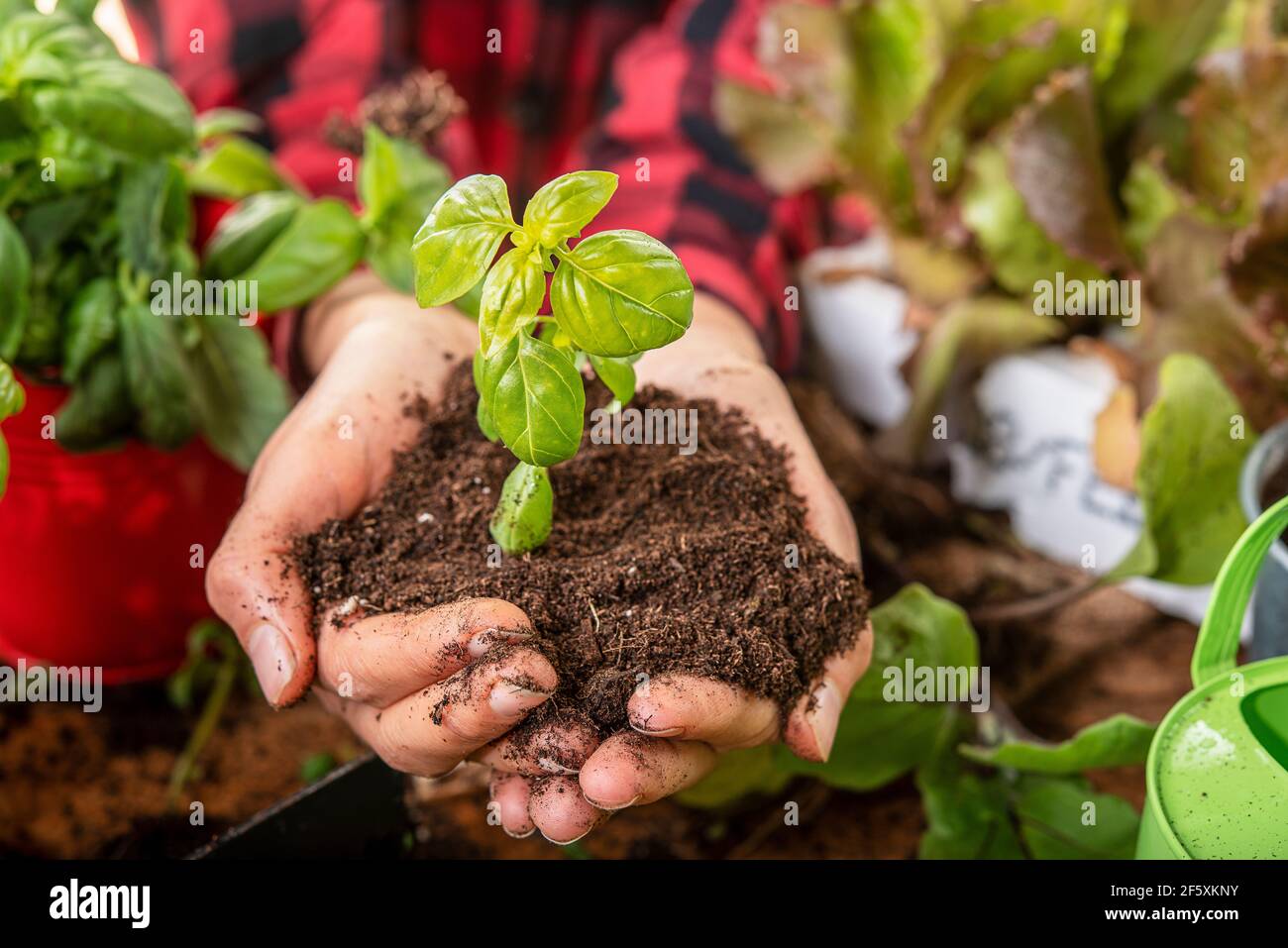 l'agronome tient dans ses mains un petit concept de plante de basilic de soins et de renaissance de la nature Banque D'Images