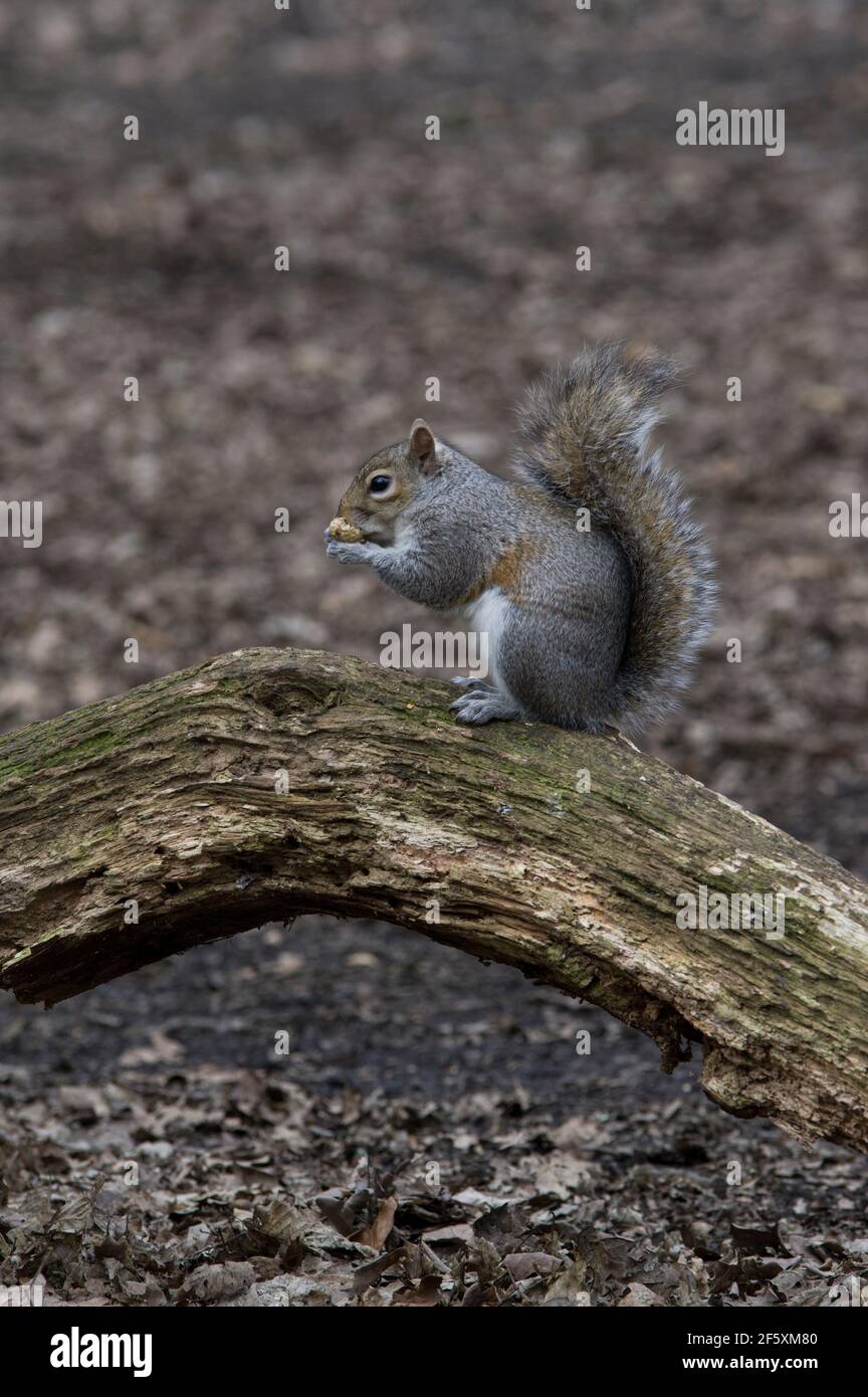 Écureuil mangeant une arachide ou un singe noix sur un membre verdâtre d'un arbre sur le sol, c'est queue étendue vers le haut Banque D'Images