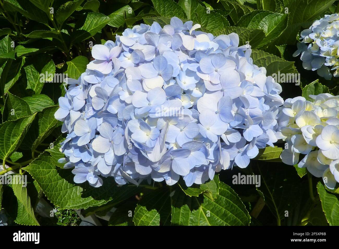 Hortensia bleu (Hydrangea macrophylla) fleurs avec des feuilles vertes sur le Bush dans le jardin d'été. Légère inflorescence bleu de l'Hortensia dans la pleine bl Banque D'Images