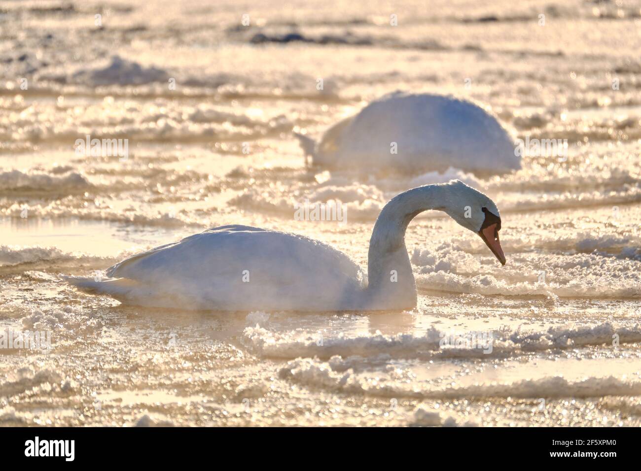 Cygne dans l'eau couverte de glace lors d'une journée ensoleillée En Finlande Banque D'Images