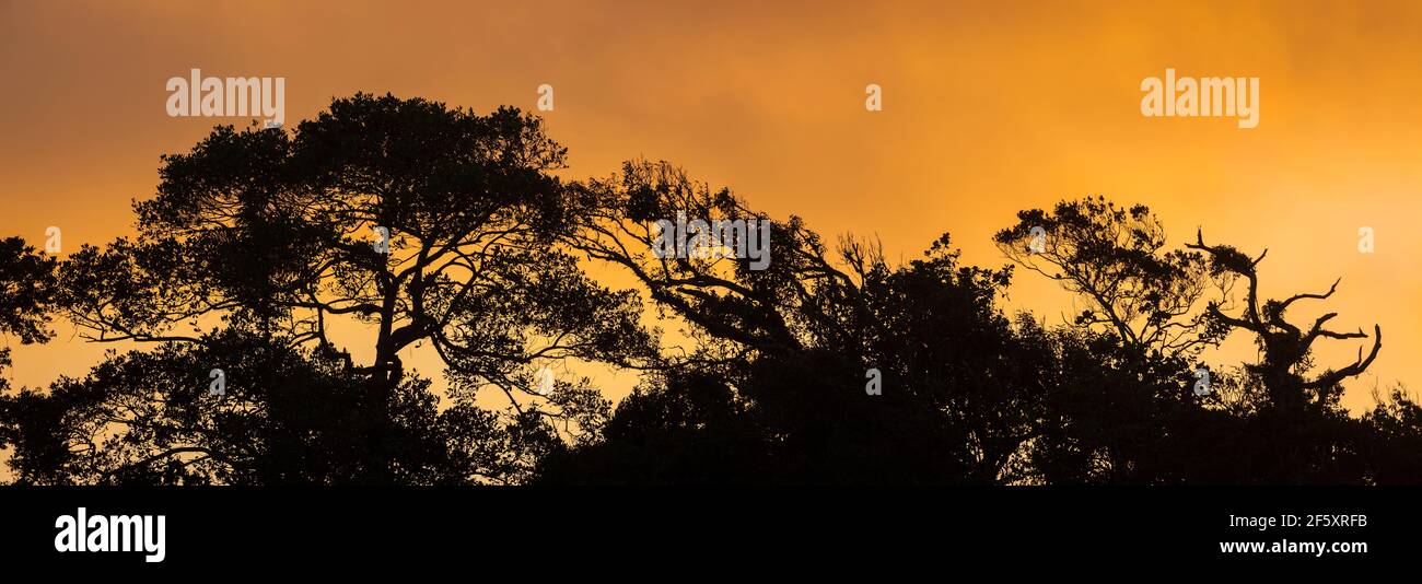 Vue panoramique de la canopée de la forêt tropicale au coucher du soleil dans la réserve naturelle de Burbayar, province de Panama, République du Panama. Banque D'Images